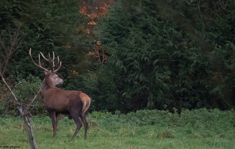 cerf alexandra 11 2017-2.JPG