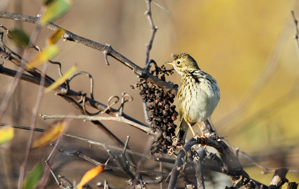 9 PIPIT.jpg