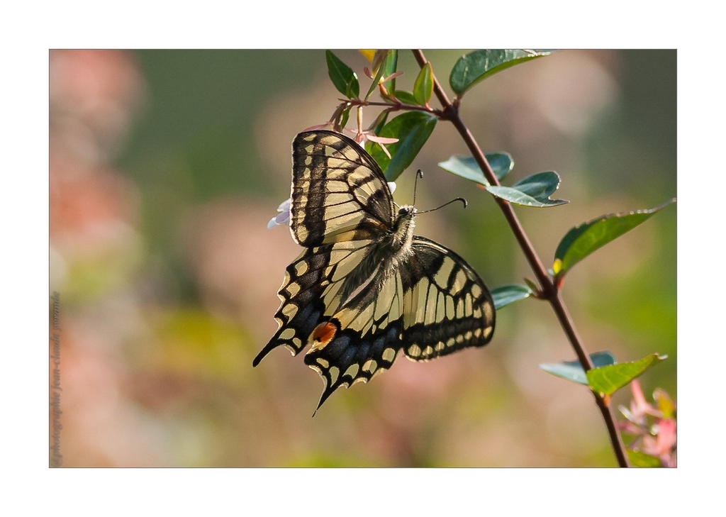 N°3 Papillon Macaon posé-Canon 400L à f5,6-iso400-1000ème OCT 2017.jpg