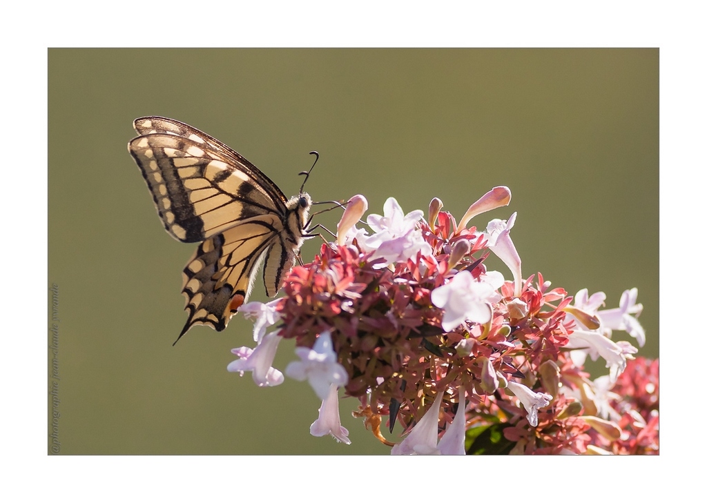 N°2 Papillon Macaon posé-Canon 400L à f5,6-iso 400-1000ème OCT 2017.jpg