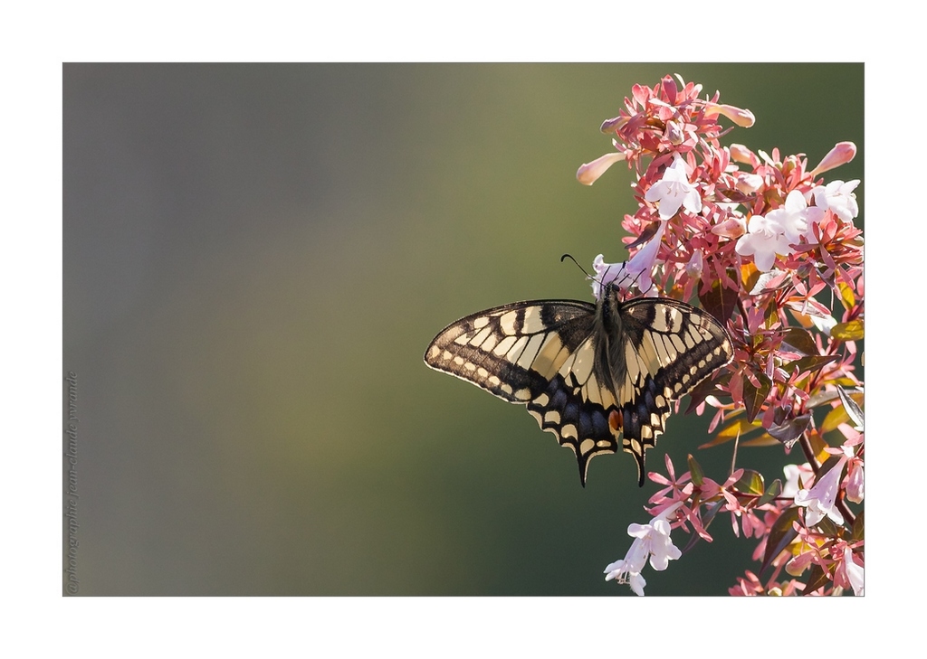 N°1 Papillon Macaon posé-Canon400L à f6,3-iso 400-500ème OCT 2017.jpg