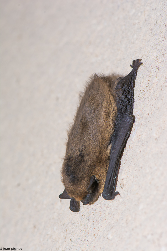 pipistrelle 12 2017.JPG