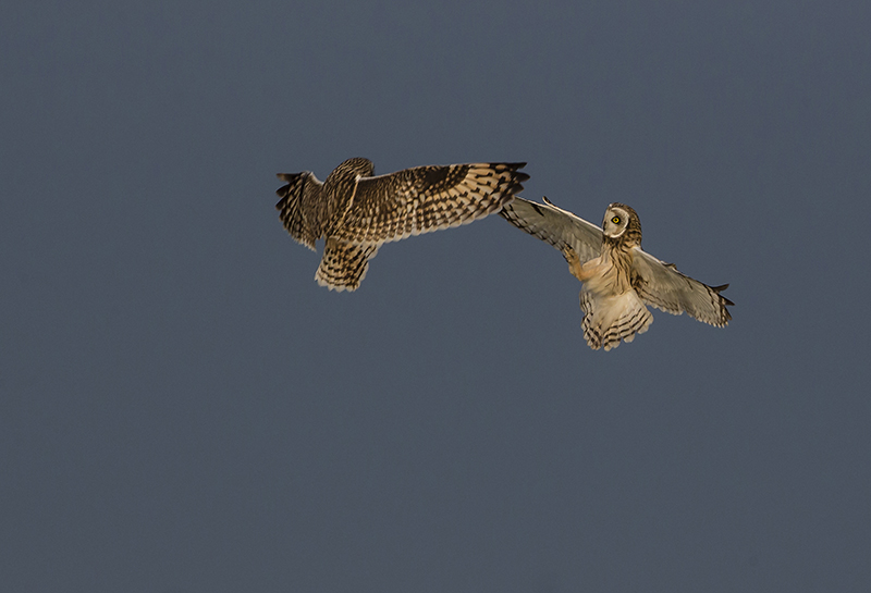 hibou des marais.jpg