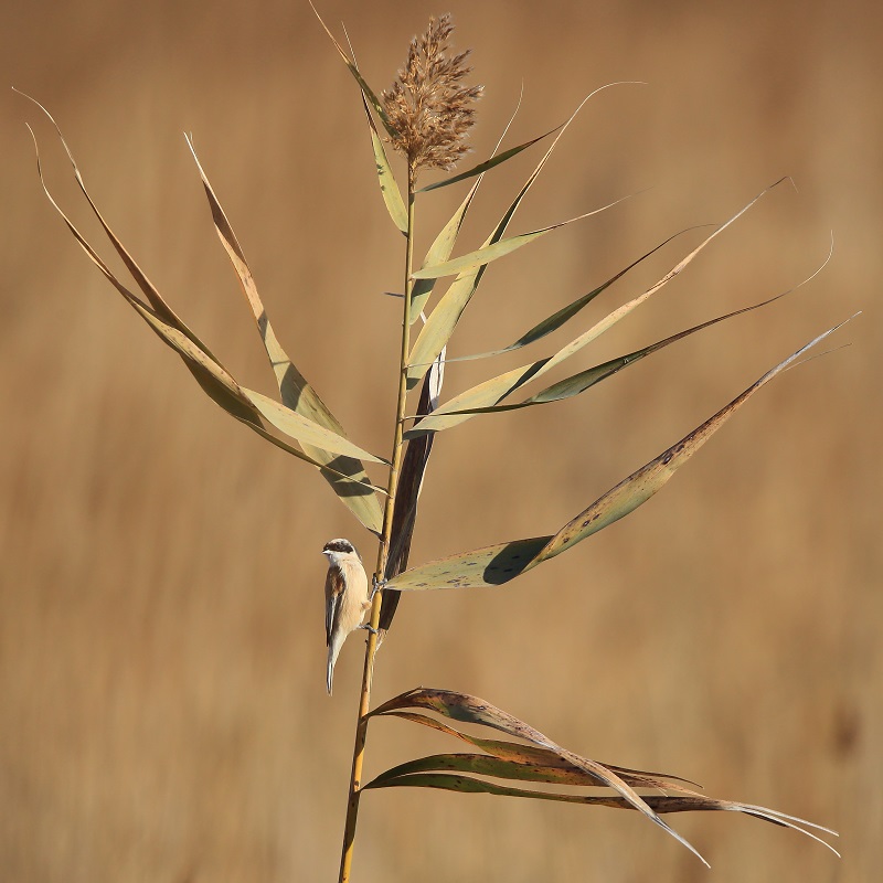 2 Rémiz penduline.jpg