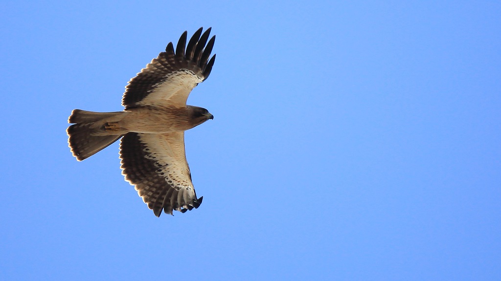 3 Aigle botté.jpg