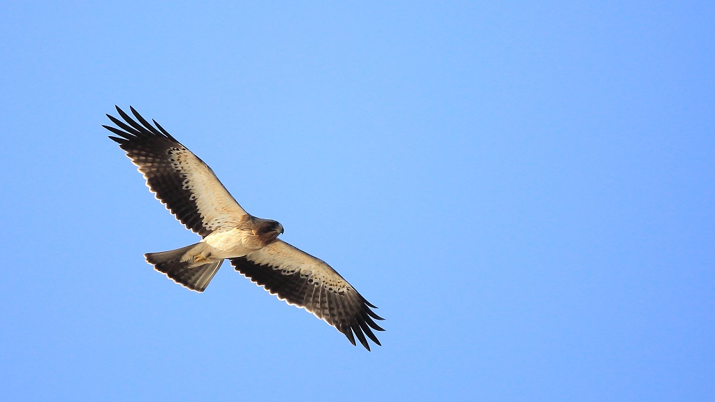 4 Aigle botté.jpg