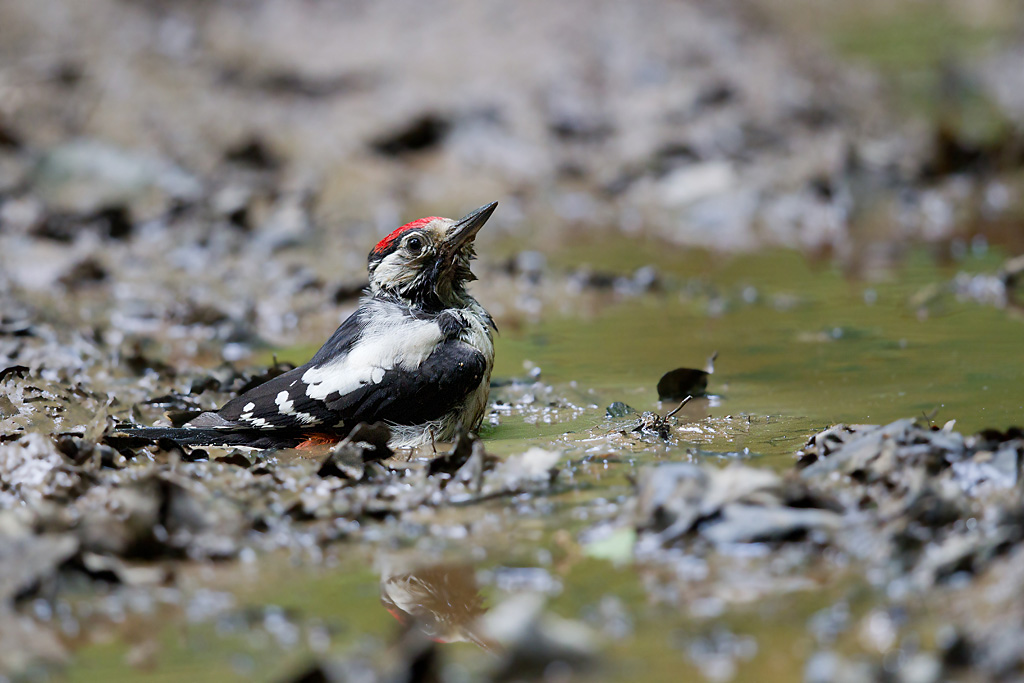 Pic épeiche immature au bain Jacques Rivière.jpg