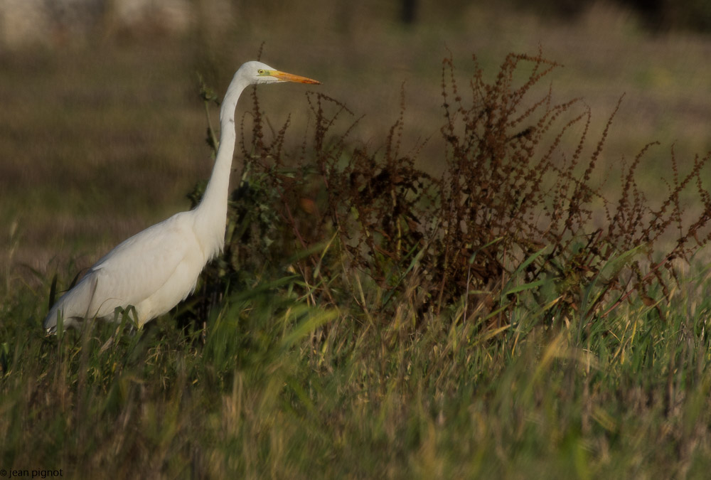 aigrette 12 2017-5.JPG