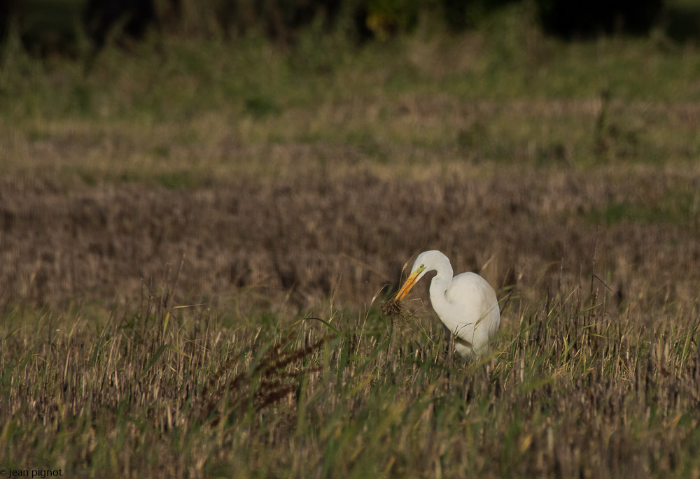 aigrette 12 2017.JPG