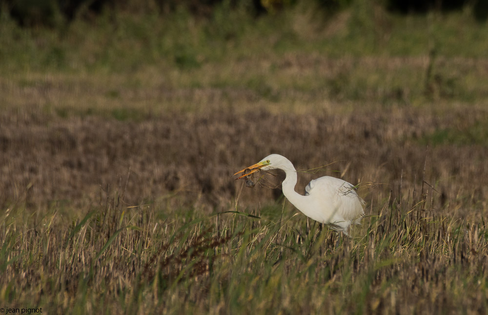 aigrette 12 2017-2.JPG