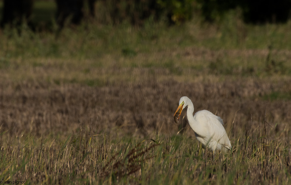 aigrette 12 2017-3.JPG