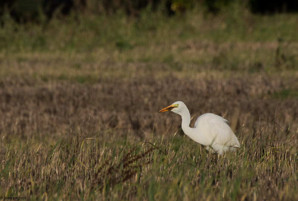 aigrette 12 2017-4.JPG