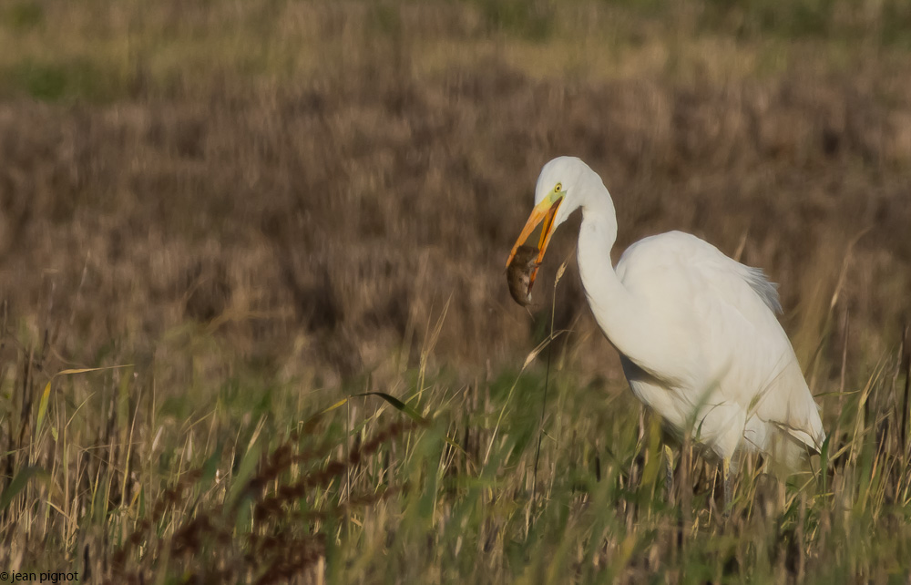 aigrette 12 2017-6.JPG