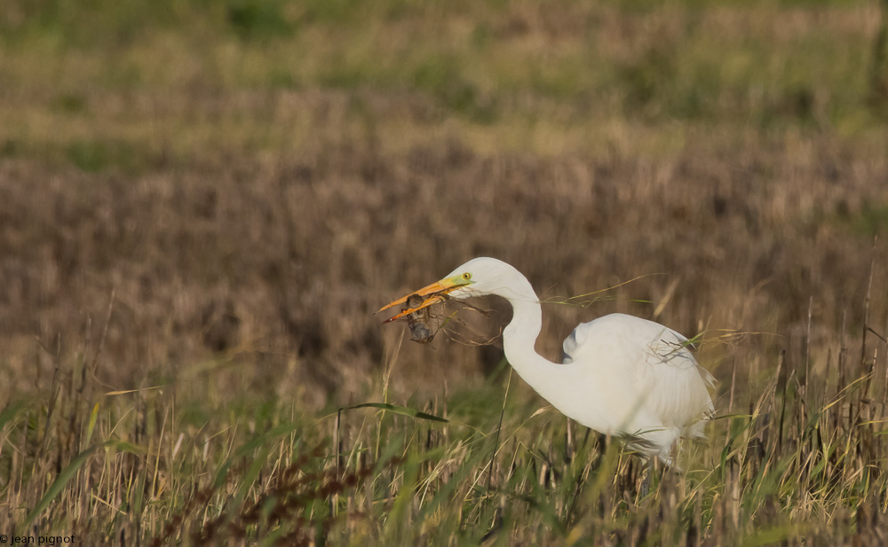 aigrette 12 2017-7.JPG