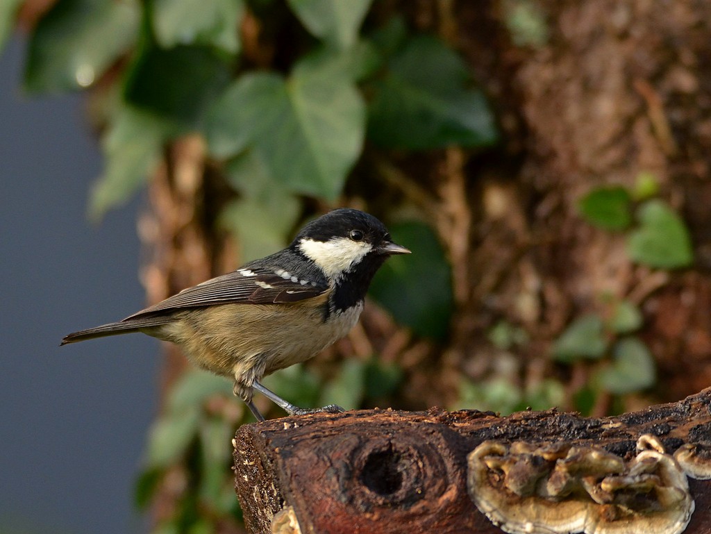 Mésange noire 2.jpg