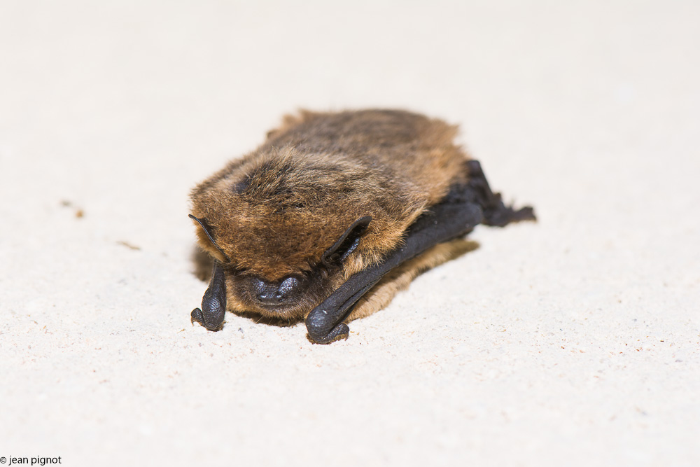 pipistrelle12 2017.JPG