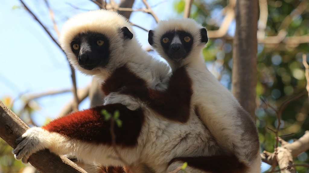 15 Sifaka.JPG