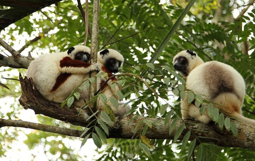 17 Sifaka.JPG