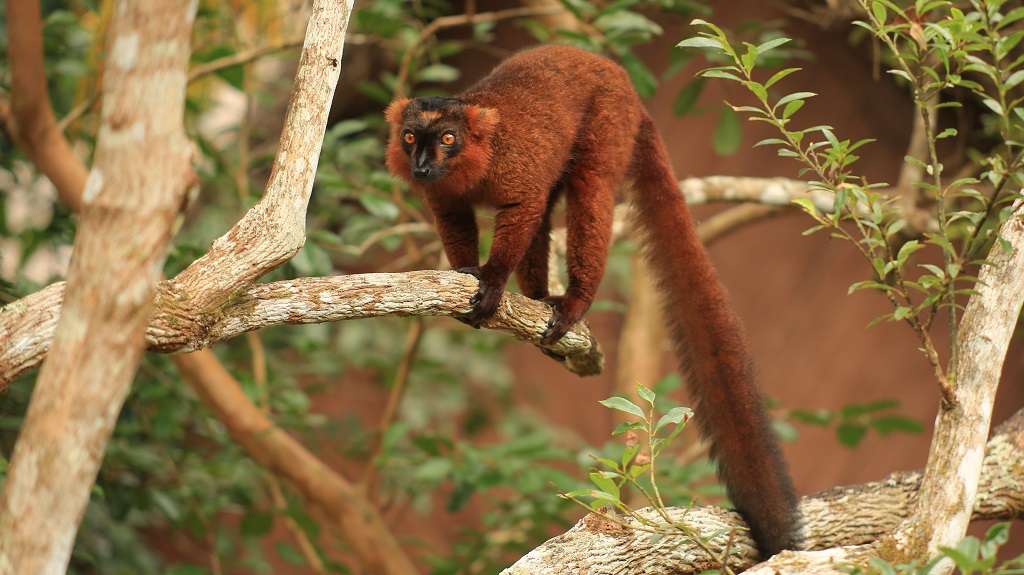 18 Lemur à ventre roux.JPG