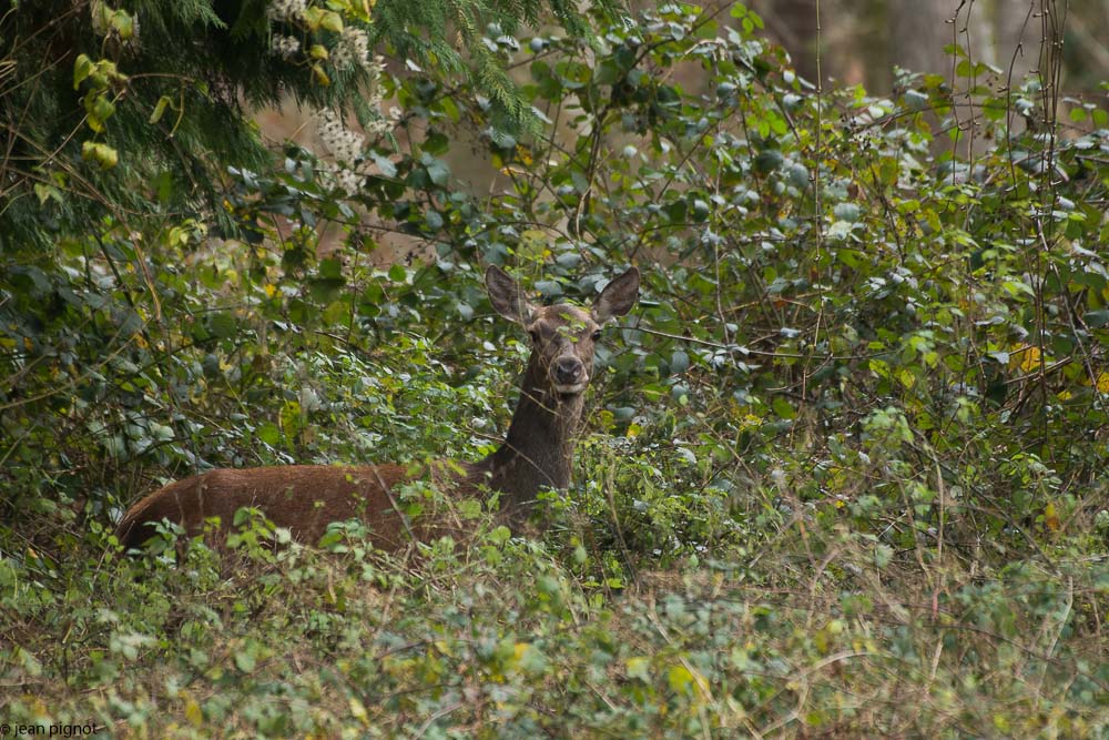 biche odonin 12 2017.JPG