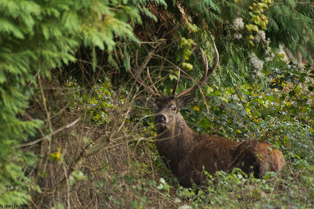 cerf odonin 12 2017.JPG