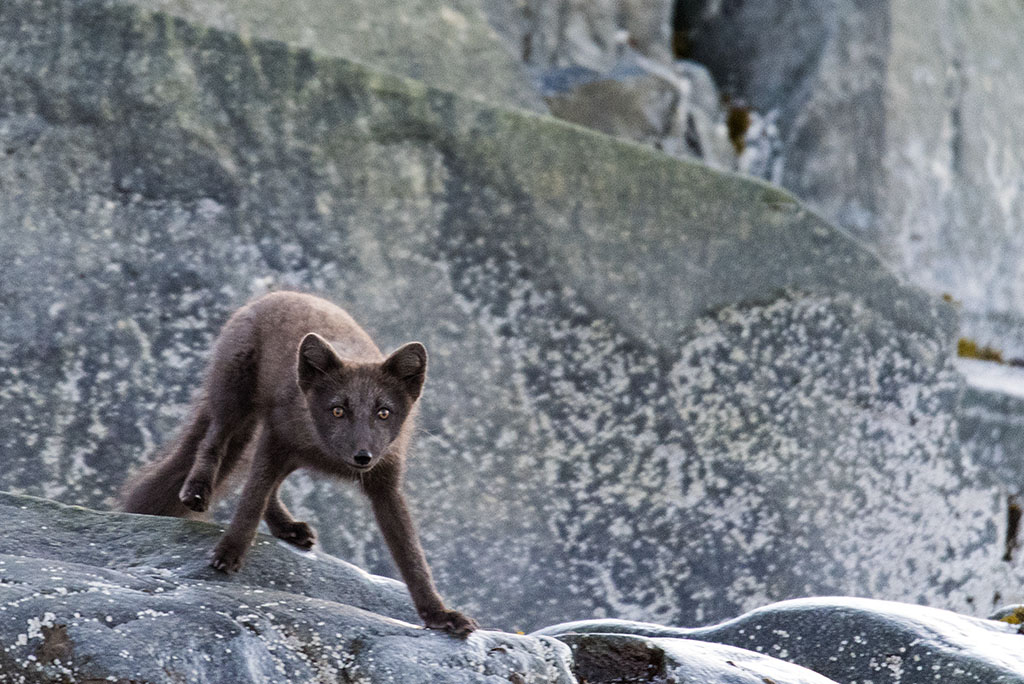 renard-polaire-vulpes-logopus_DSC8942.jpg