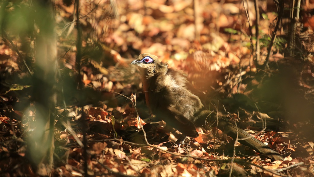 55 Coua de Coquerel.jpg