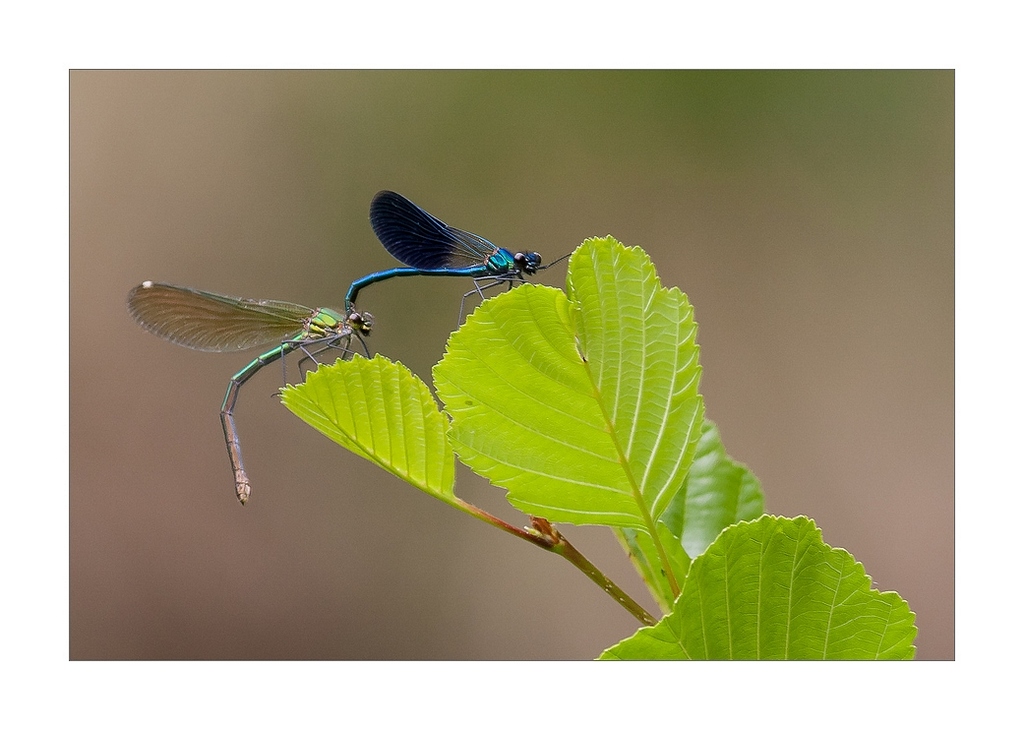 N°2 Libellules posées accouplement-Canon 400L=640mm+bague à f6,3-iso 500-400ème MAI 2017.jpg