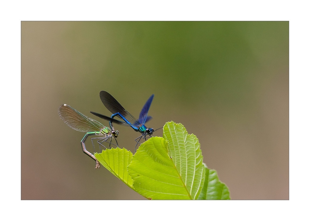 N°1 Libellules posées accouplement-Canon 400L=640mm+bague à f6,3-iso 500-400ème MAI 2017.jpg