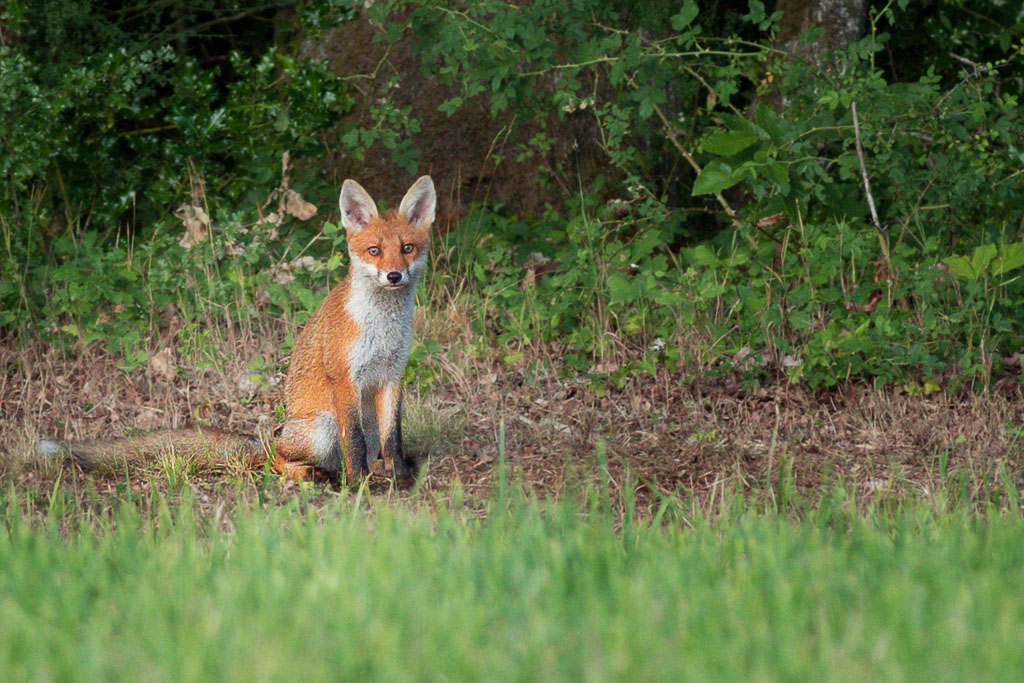 Jeune renard.jpg