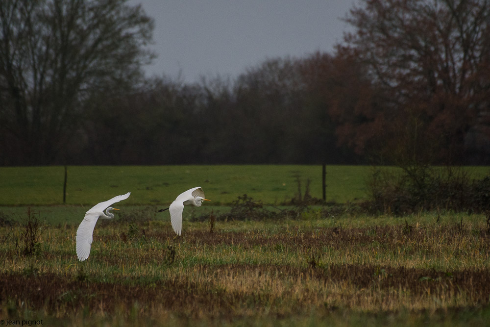 grande aigrette 12 2017.jpg