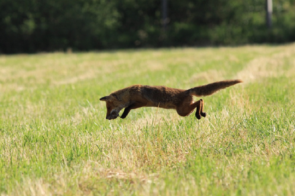 renarde avec souris dans la gueule.jpg