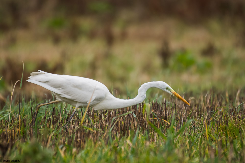 l aigrette et le mulot  12 2017-2.jpg