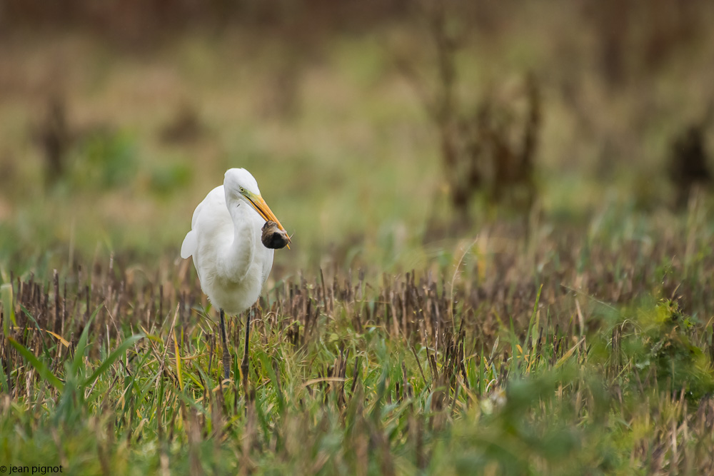 l aigrette et le mulot  12 2017-4.jpg