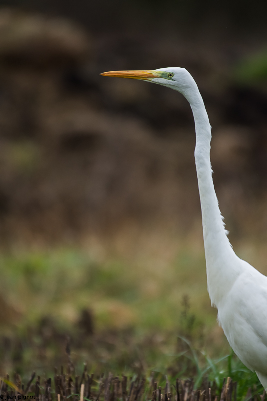 l aigrette et le mulot 12 2017.jpg