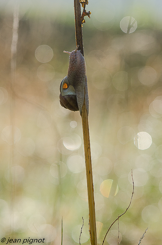 reve d escargot retouche 01 2018-2.jpg