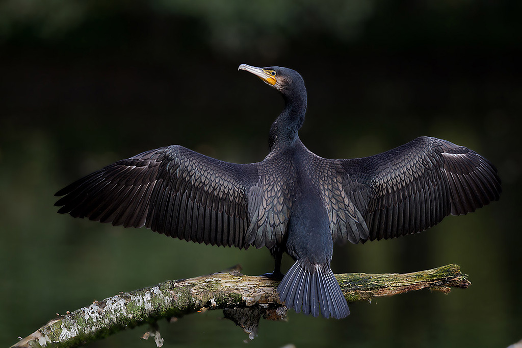 10- Grand cormoran.jpg