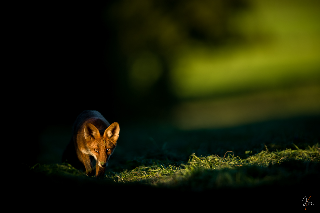 Renard (1 sur 1).jpg