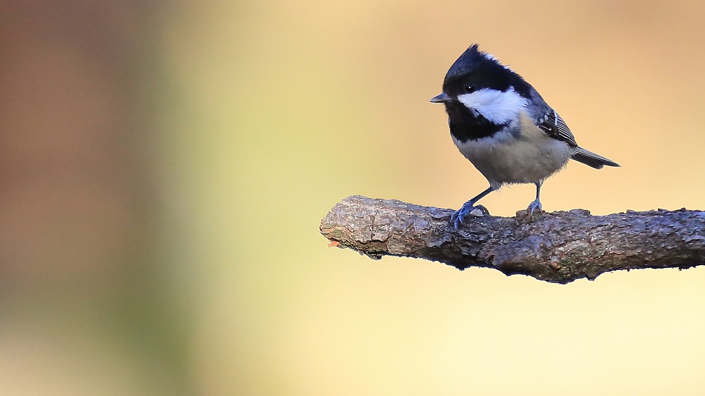 Mésange noire 2 janvier 2018.jpg