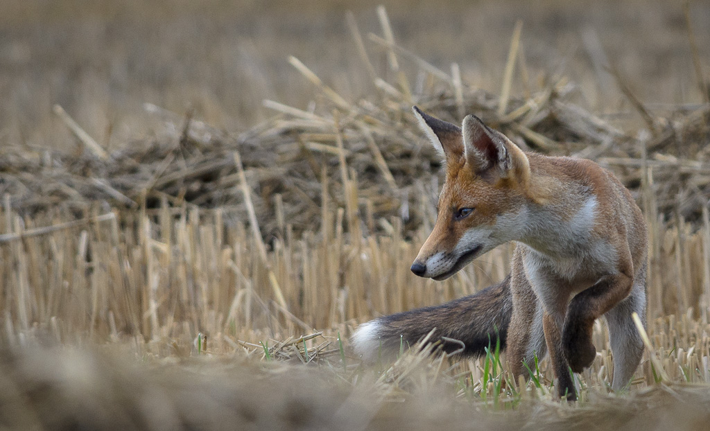 Renard 20140810 34.JPG