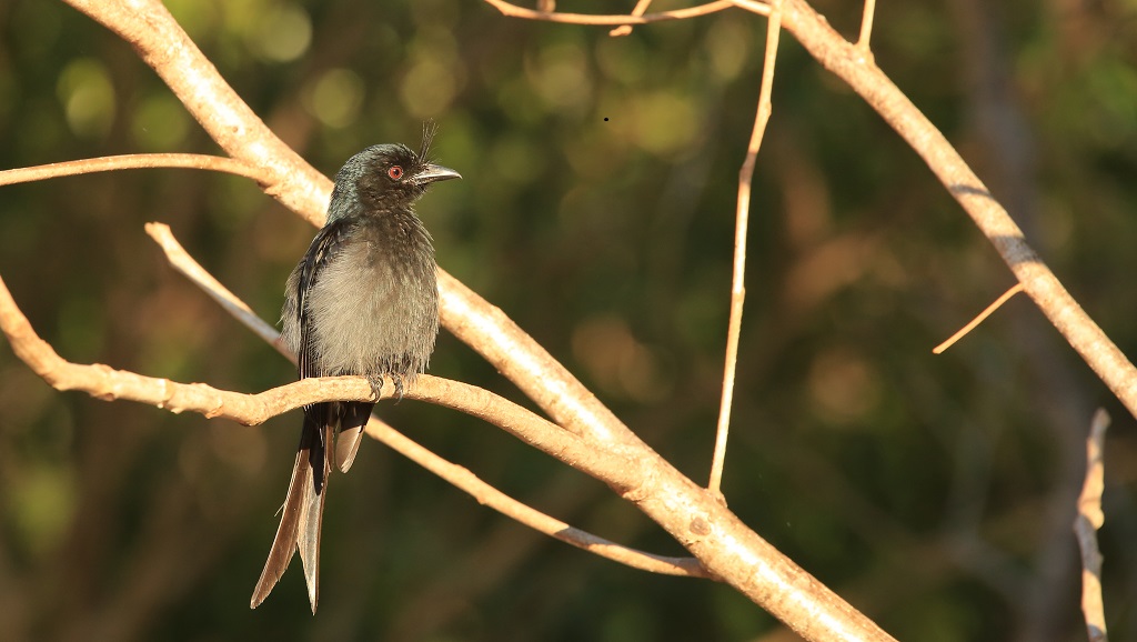 95 Drongo malgache.jpg