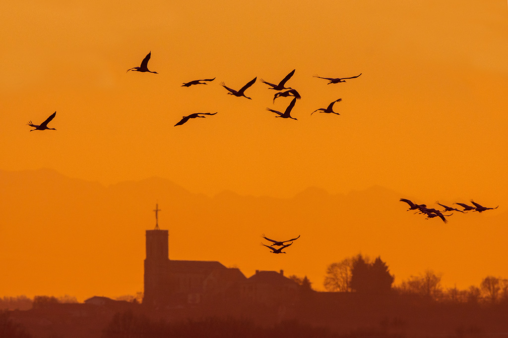 1-Vol de grues et Pyrénées.jpg