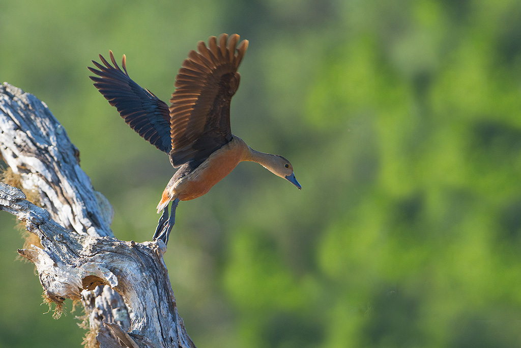 3-Dendrocygne siffleur (Sri Lanka).jpg