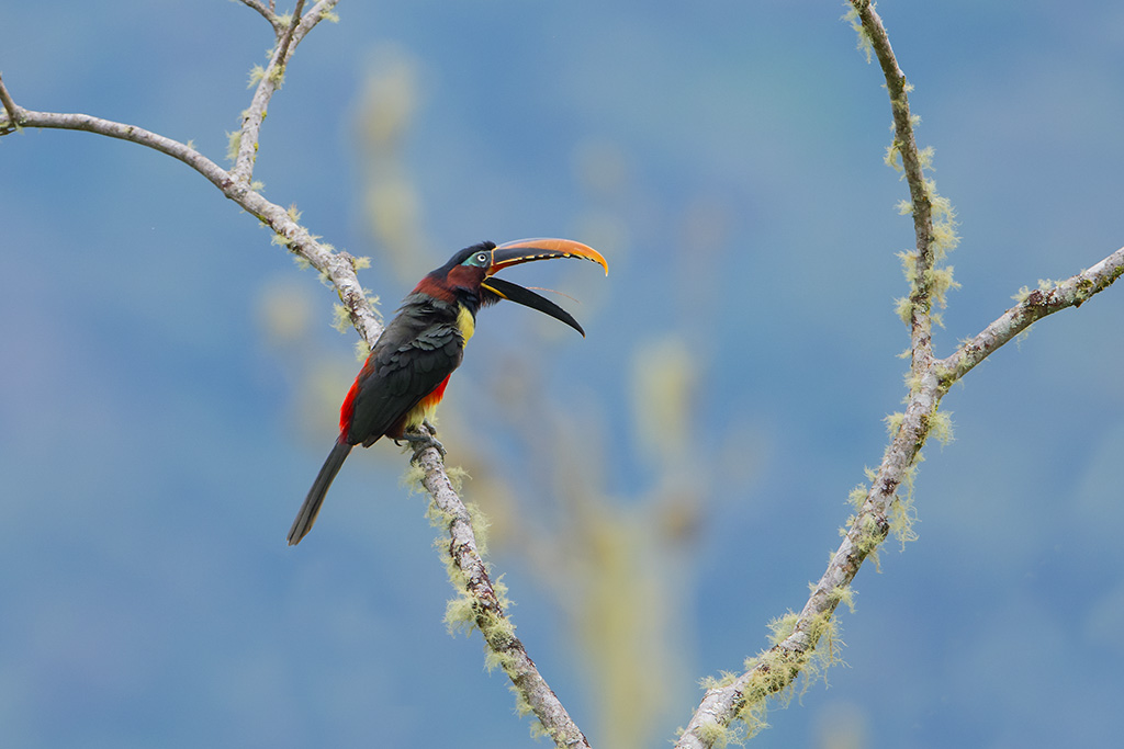 6-Le cri de l'araçari-Equateur.jpg