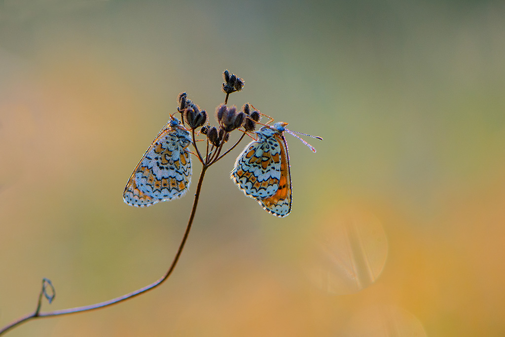 8-Mélitées orangées.jpg