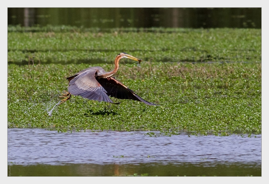 N°1 Héron pourpré en vol avec proie-Canon 400L=640mm à f8-iso 640-1000ème.jpg