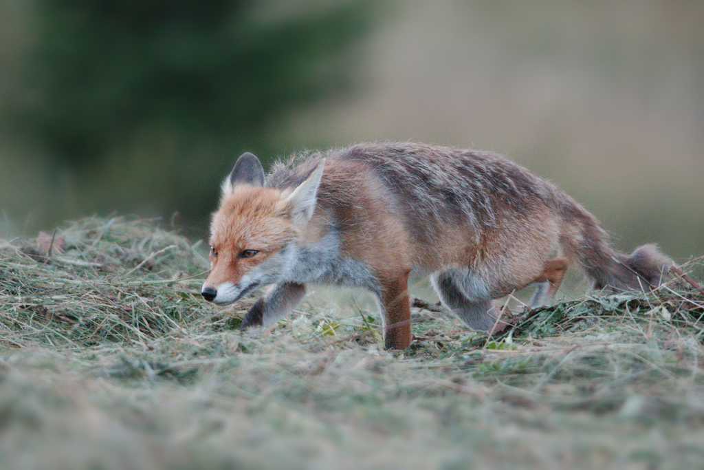 renard-0012_1.jpg