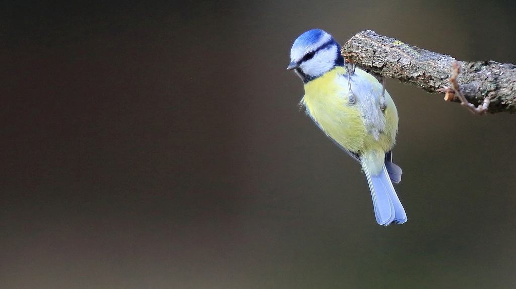 549 Mésange bleue.jpg