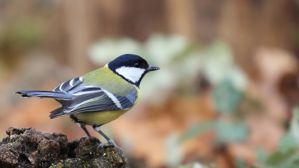 550 Mésange charbonnière.jpg