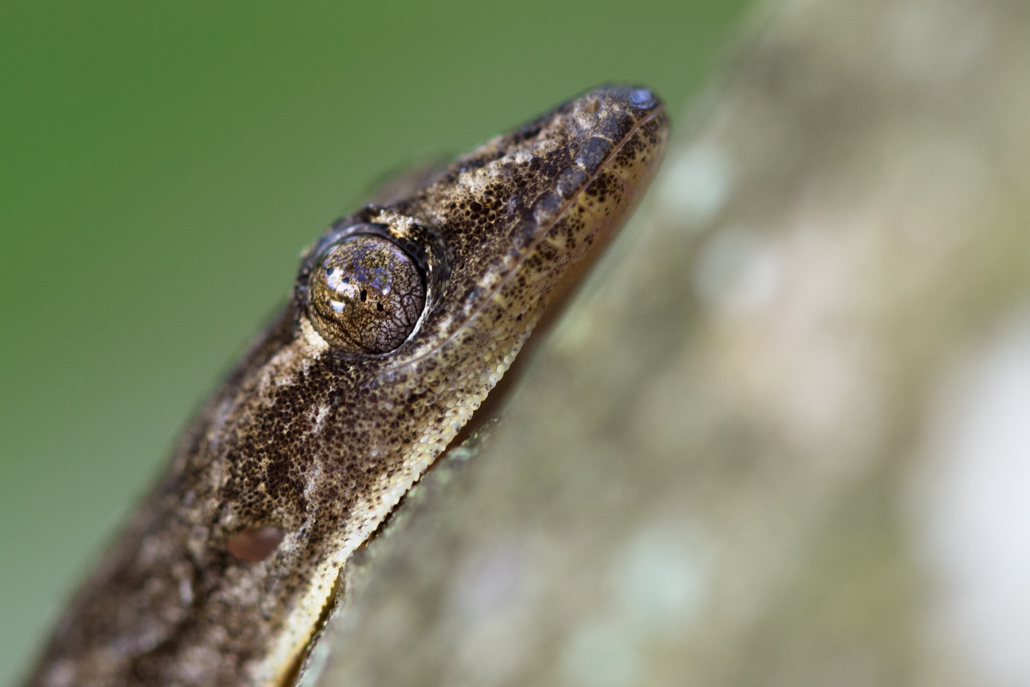 Hemidactylus mabouia .jpg